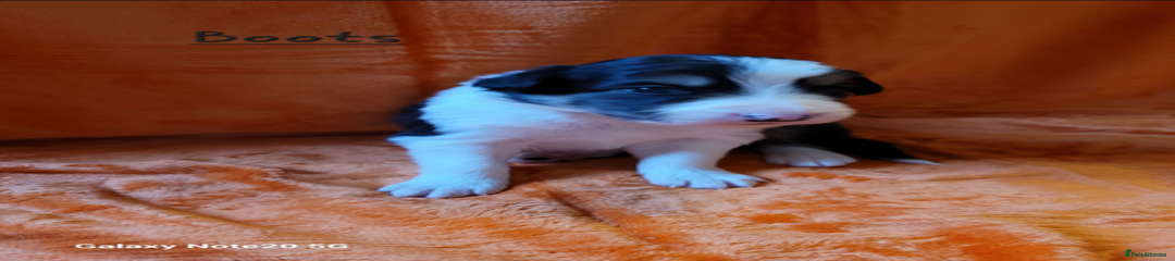 Border Collie Puppy 2