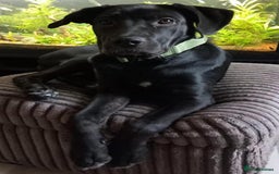 Mixed Breed dogs for sale: Cane corso mix puppy  - Image 1