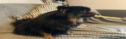 Pomeranian dogs for sale: Black long haired female 8-month Pomeranian  in London - Advert 6