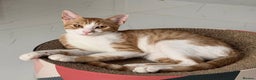 Arabian Mau cats for sale: Sweetest Snuggly Little Street Prince - Advert 2
