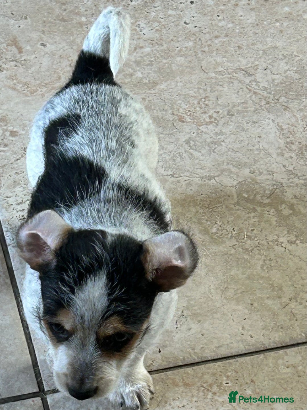 Jack Russell dogs for sale: Pure Jack Russell puppies ready now - Image 7