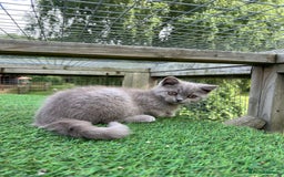 British Shorthair cats for sale: British Shorthair  - Image 9
