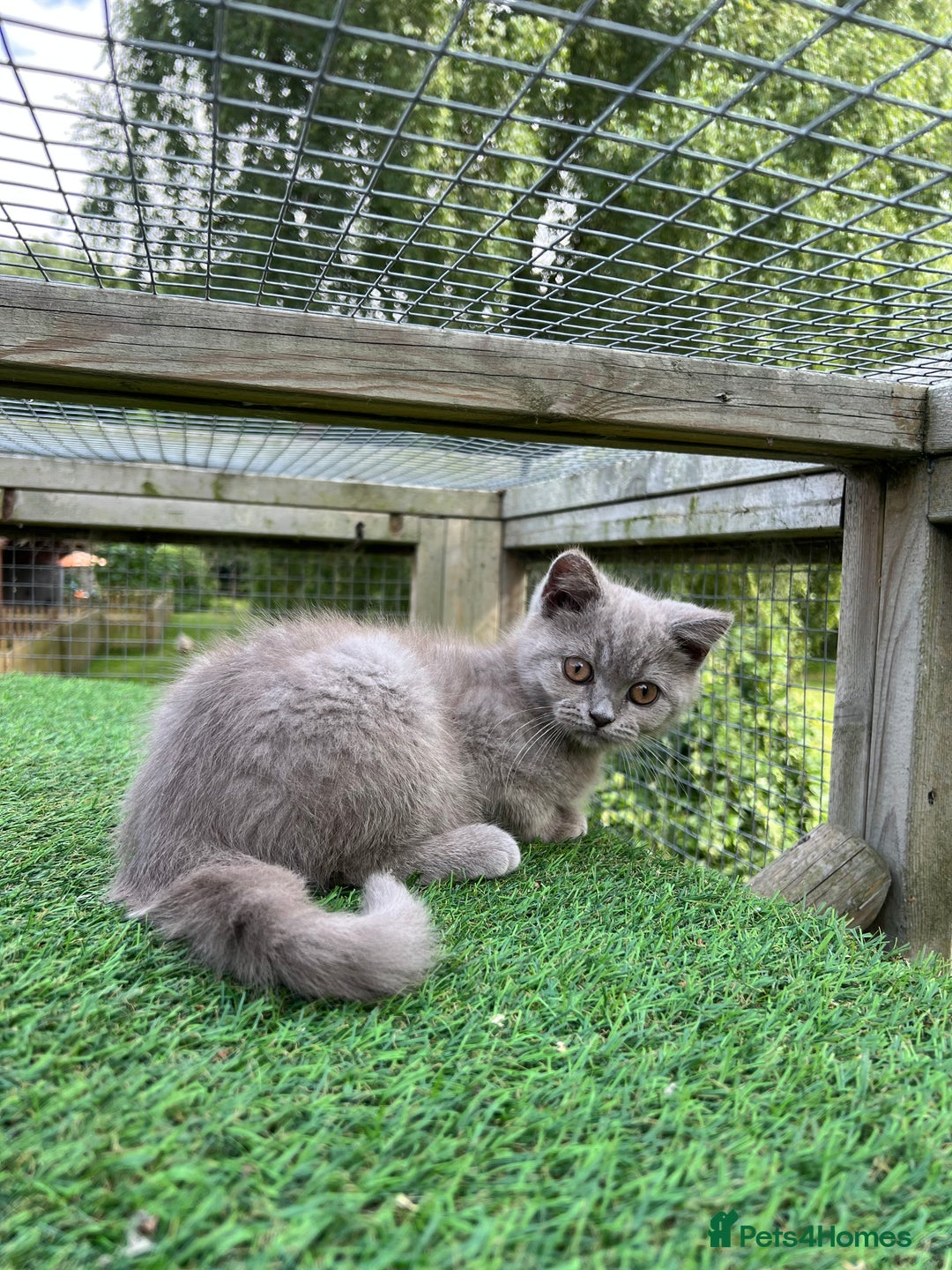 British Shorthair cats for sale: British Shorthair  - Image 9