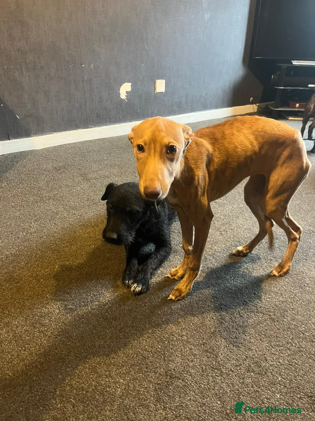 Lurcher dogs for sale: Lurcher bull cross  - Advert 3