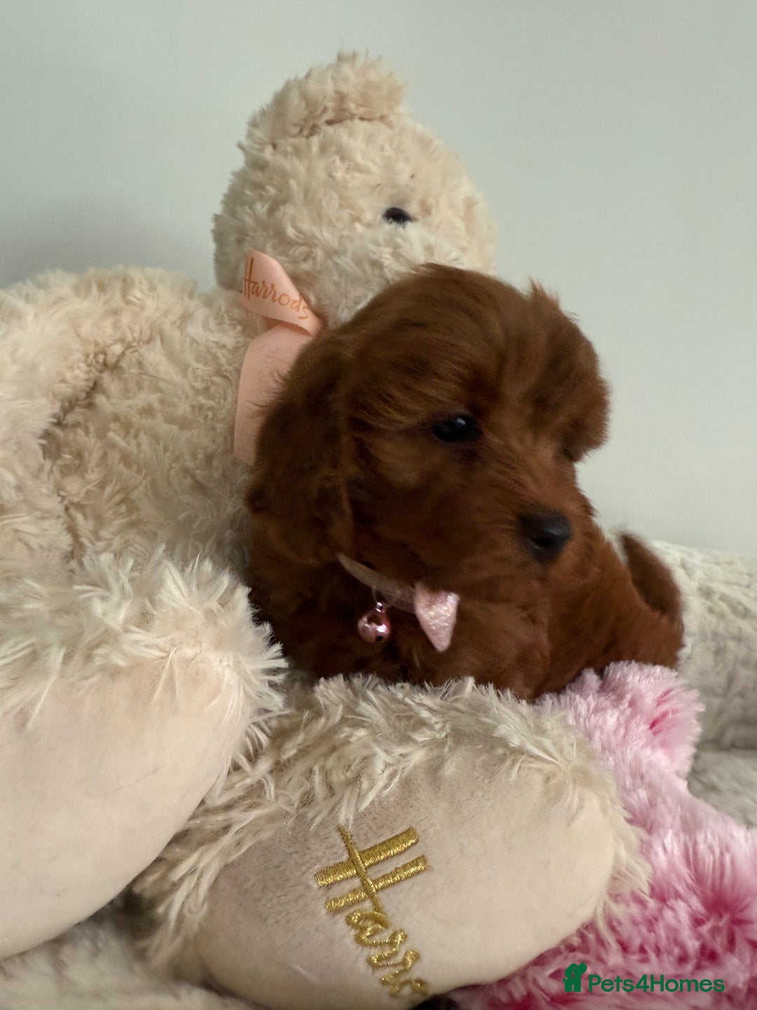 Cavapoo dogs for sale: 7 perfect f1b cavapoo’s. Fully dna & health clear. - Image 6
