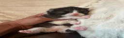 Scottish Fold cats for sale: Super Special Scottish fold babies - reg. pedigree - Advert 2