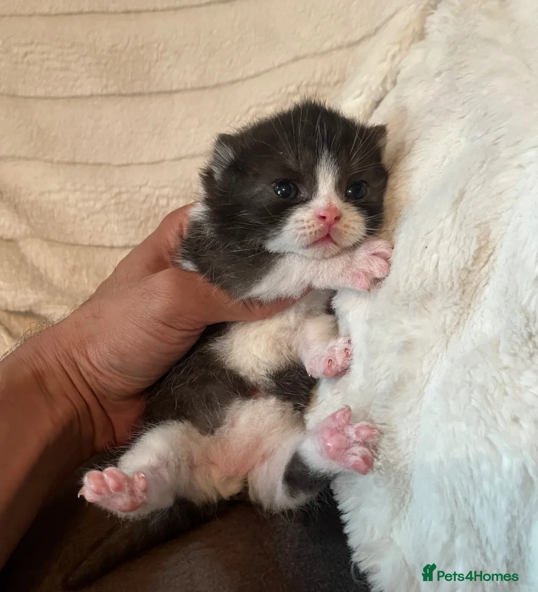Scottish Fold cats for sale: Super Special Scottish fold babies - reg. pedigree - Advert 2