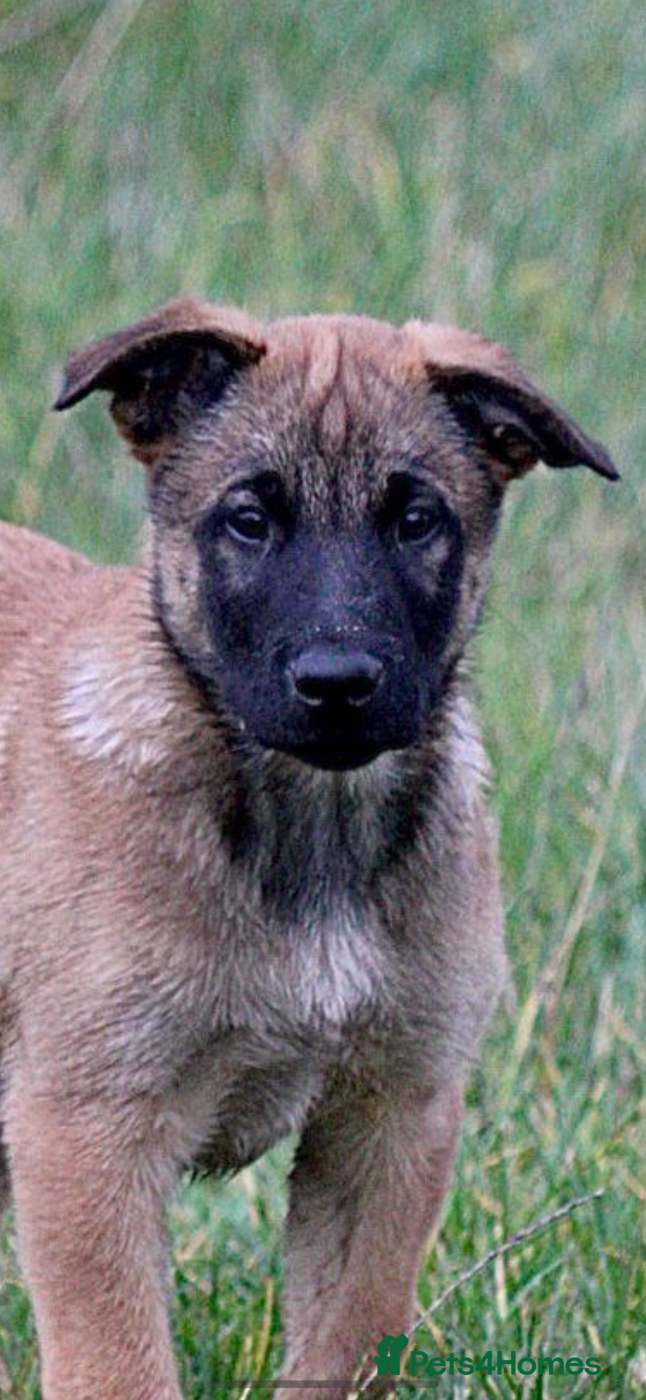 Belgian Shepherd Dog dogs One male left - Advert 2