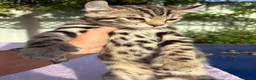 Keetso cats for sale: Superb polydactyl curled eared Keetso kittens.  - Advert 27
