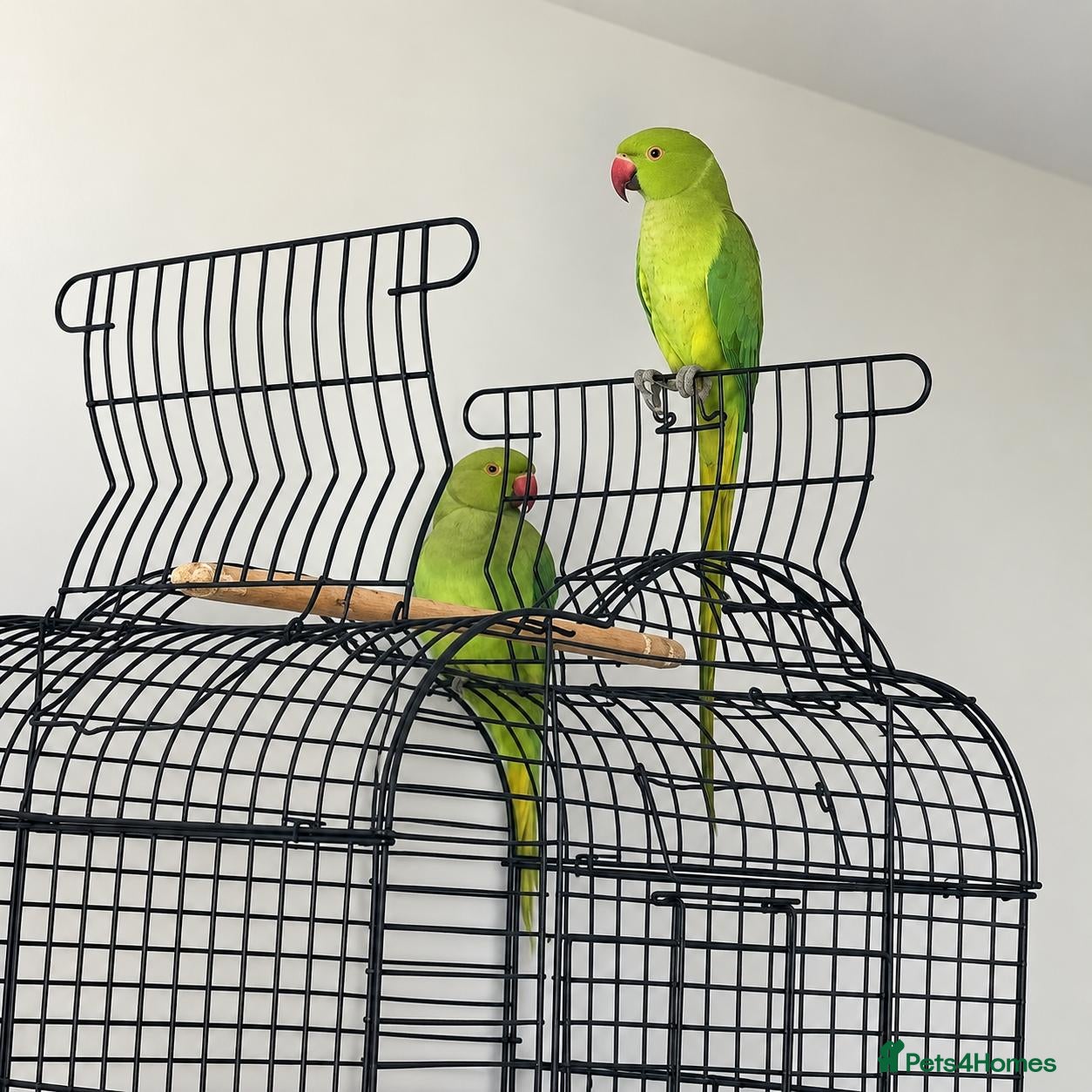 Parrots birds Male and Female Pair Parrot - Advert 1