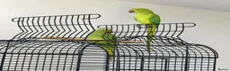 Parrots birds for sale: Male and Female Pair Parrot in London - Advert 1