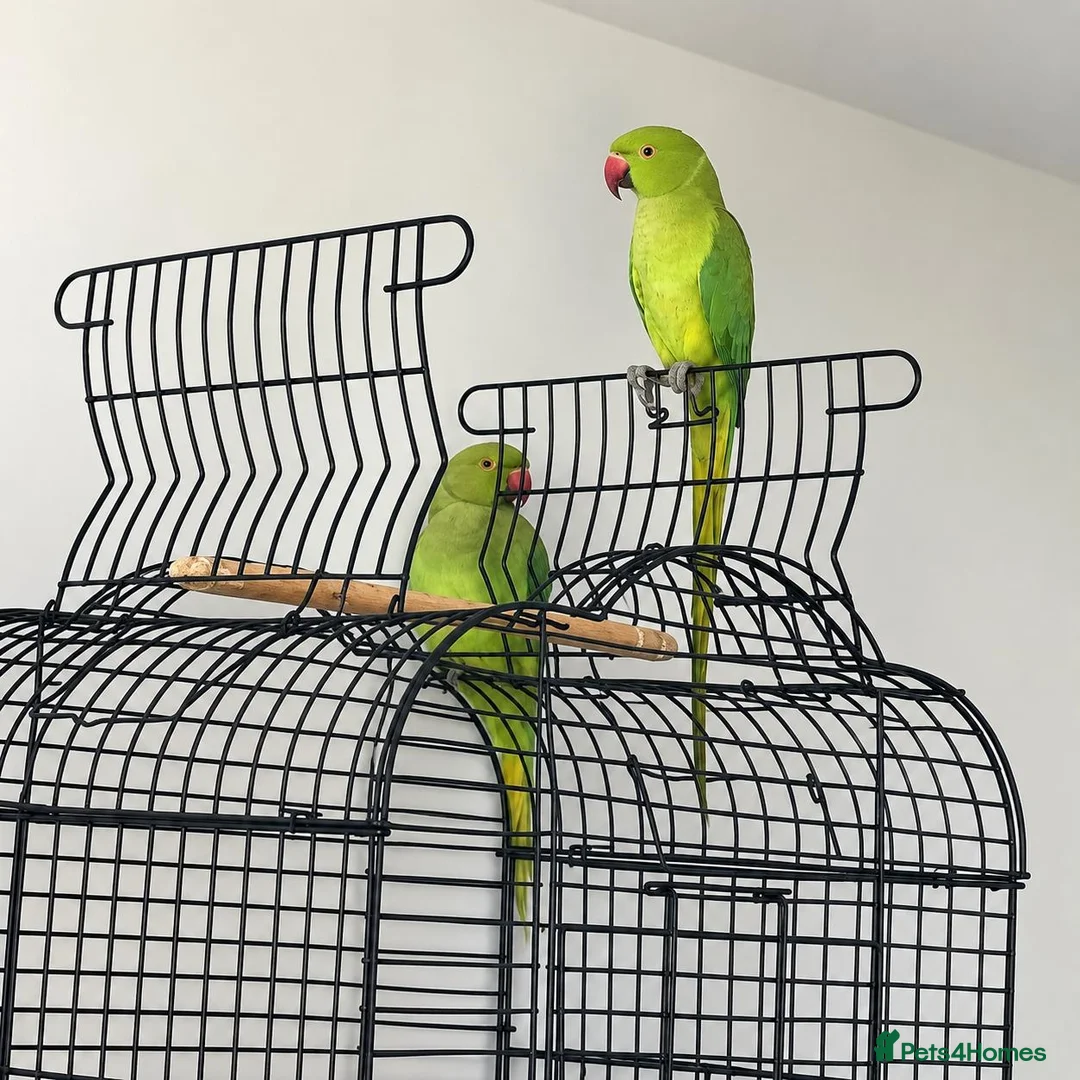 Parrots birds for sale: Male and Female Pair Parrot in London - Advert 1