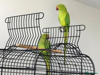 Parrots birds Male and Female Pair Parrot - Advert 1