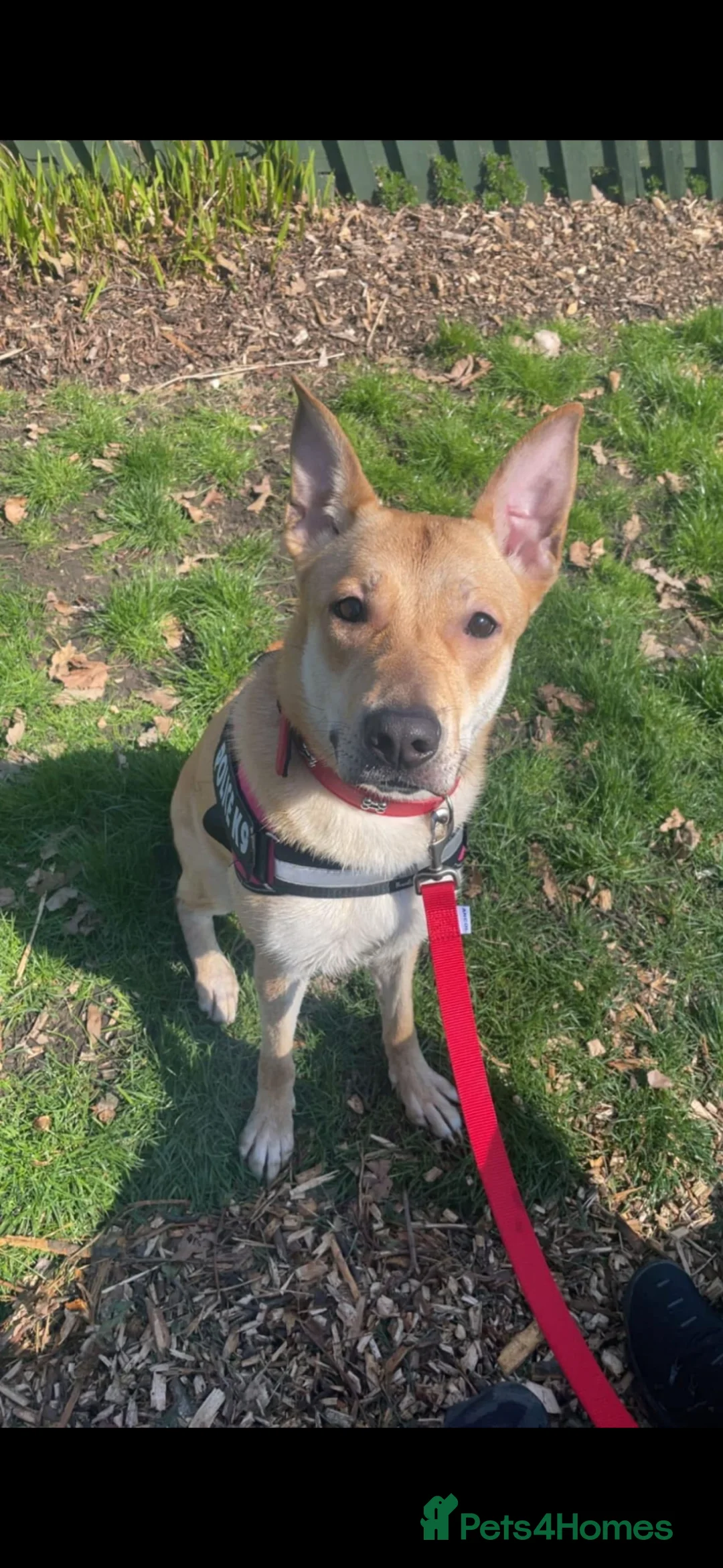 Mixed Breed dogs for sale: Rehome needed - Advert 1