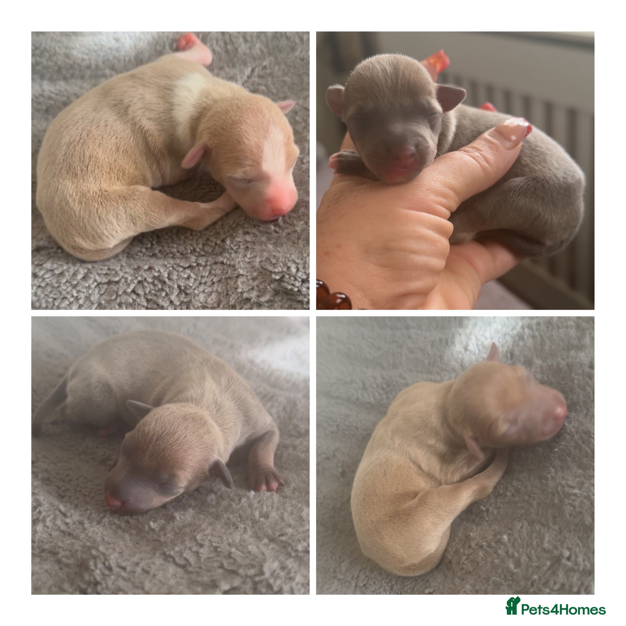 Italian Greyhound dogs Italian greyhounds  - Advert 4