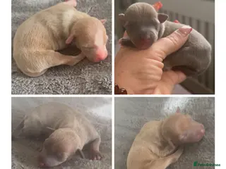 Italian Greyhound dogs Italian greyhounds - Advert 1