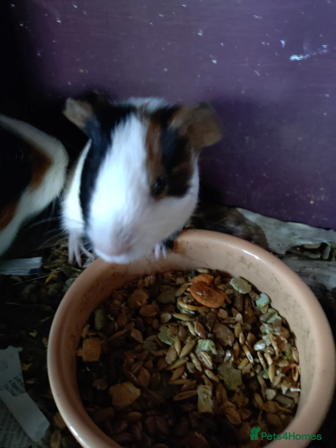 Guinea Pig rodents for sale: One baby male tri colour  - Advert 1