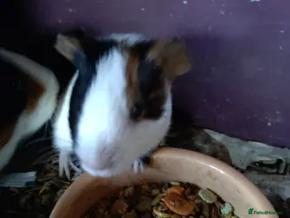 Guinea Pig rodents One baby male tri colour - Advert 1