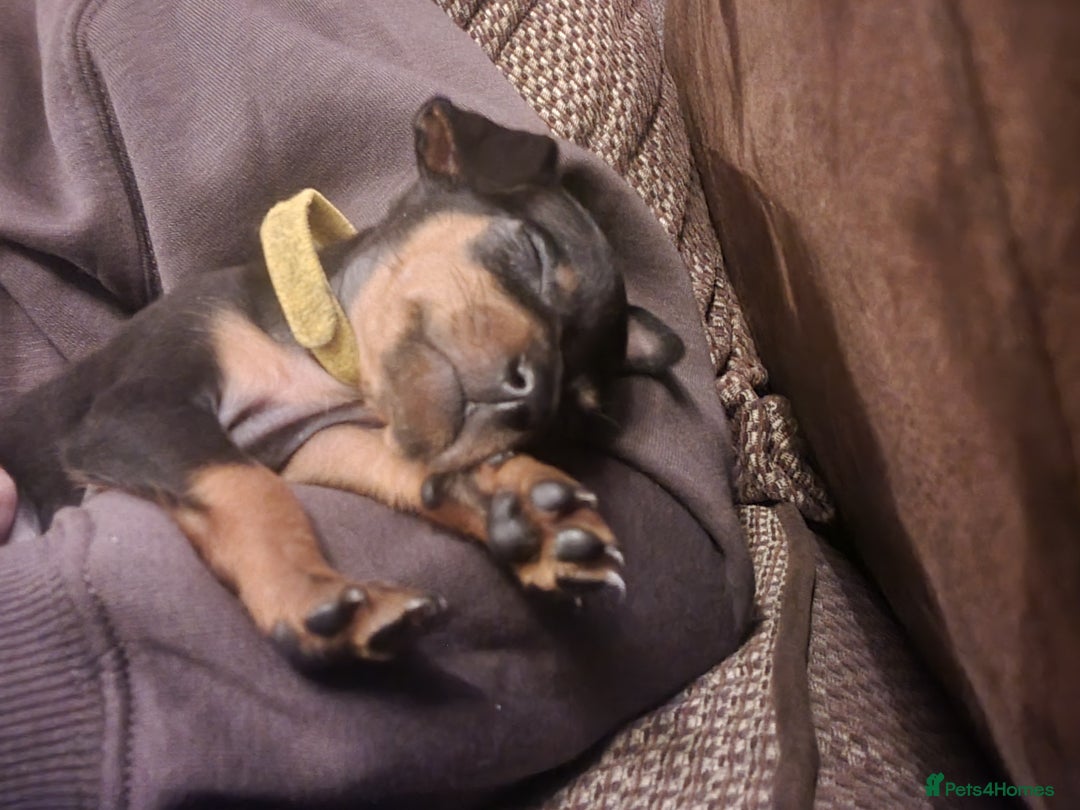 Miniature Pinscher dogs for sale: Miniature pinscher pups - Advert 18