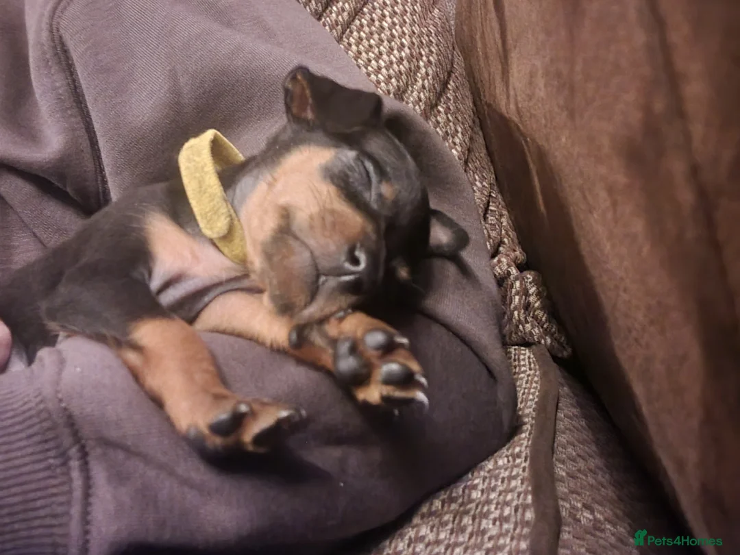 Miniature Pinscher dogs for sale: Miniature pinscher pups - Advert 19