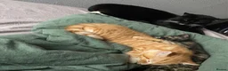 Mixed Breed cats for sale: Two kittens looking for their forever home  - Advert 8
