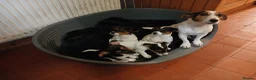 Jack Russell dogs for sale: Gorgeous Jack Russell Puppies  - Advert 1