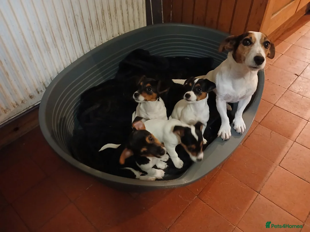 Jack Russell dogs for sale: Gorgeous Jack Russell Puppies  - Advert 1