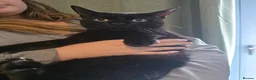 Mixed Breed cats for sale: 3 beautiful playful kittens for sale. in Farnborough - Advert 3
