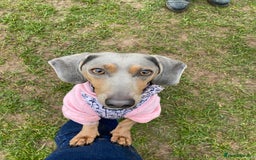 Miniature Dachshund dogs for sale: Mini dachshund puppies 6 weeks - Advert 38