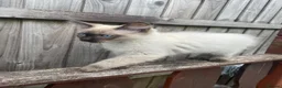 Ragdoll cats for sale:   READY NOW: Fluffy Blue-Eyed Ragdoll Boy! 💙 in Willenhall - Advert 5