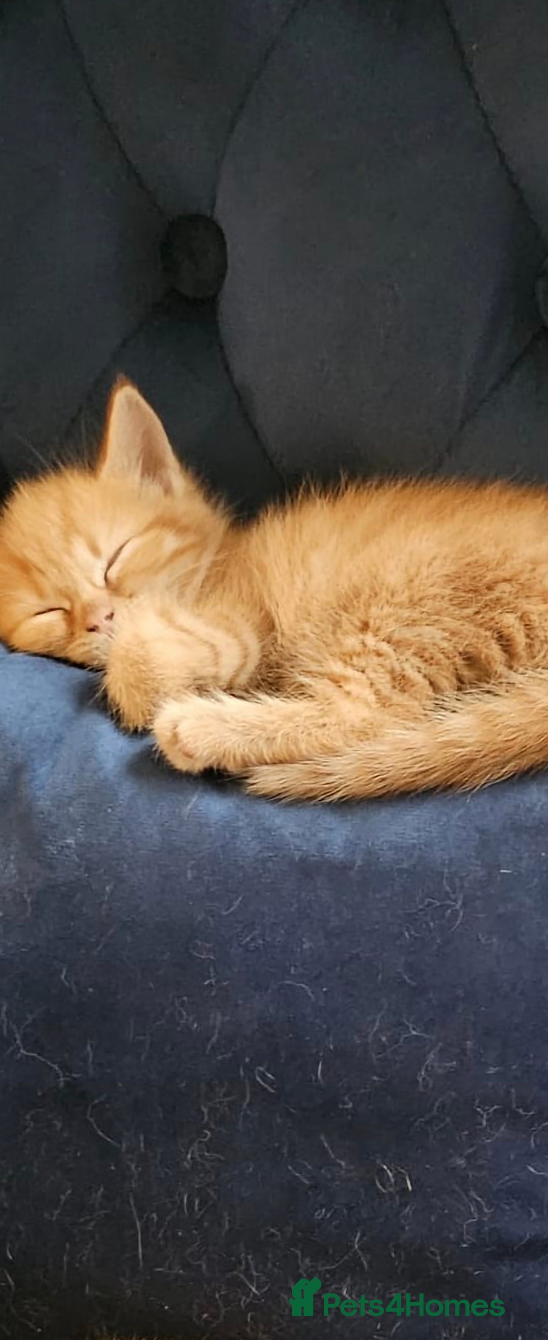 Mixed Breed cats Gorgeous kittens i have both parents - Advert 15