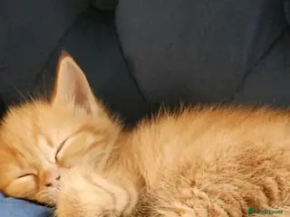 Mixed Breed cats Gorgeous kittens i have both parents - Advert 15