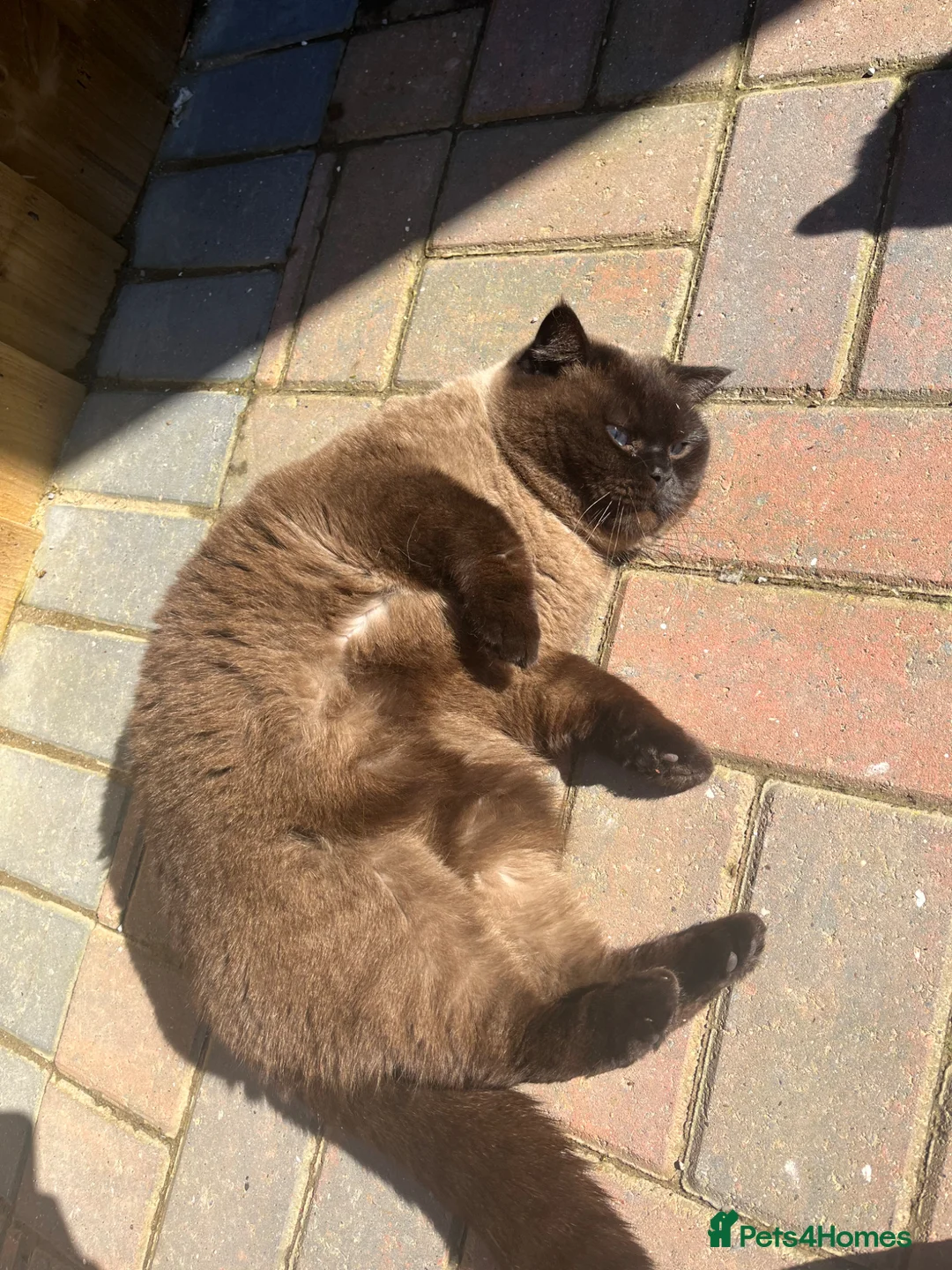 British Shorthair cats for sale: Adult British looking for loving family  - Advert 5