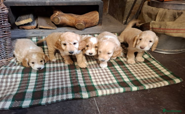 Cockapoo dogs - Advert 1