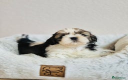 Shih Tzu dogs for sale: Shihtzu  - Image 13