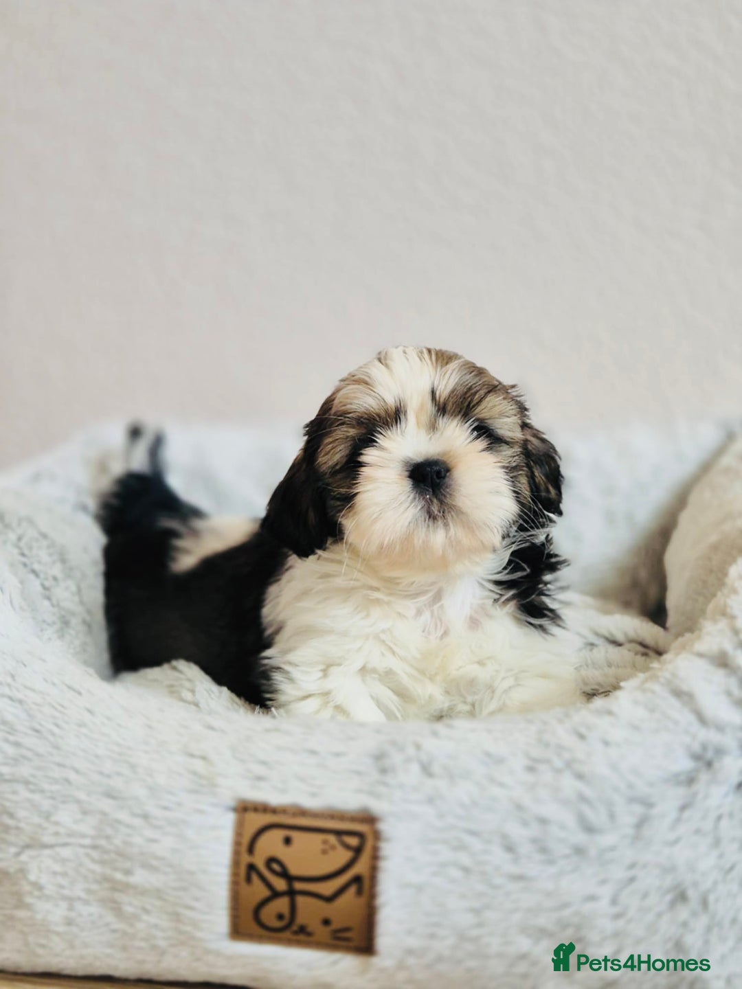 Shih Tzu dogs for sale: Shihtzu  - Image 13
