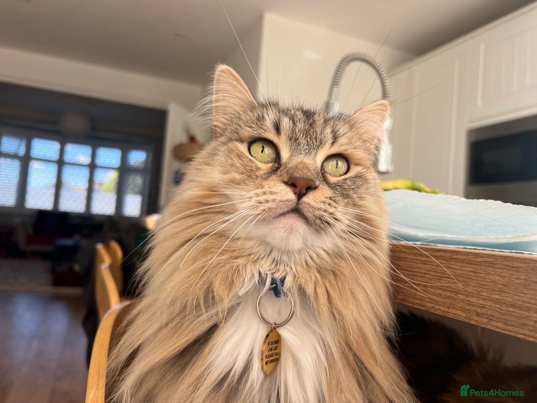 Siberian cats for sale: Pure Siberian Cat To Rehome - Advert 6