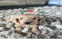 Cockapoo dogs for sale: ⭐️F1B cockapoo puppies⭐️ - Image 8