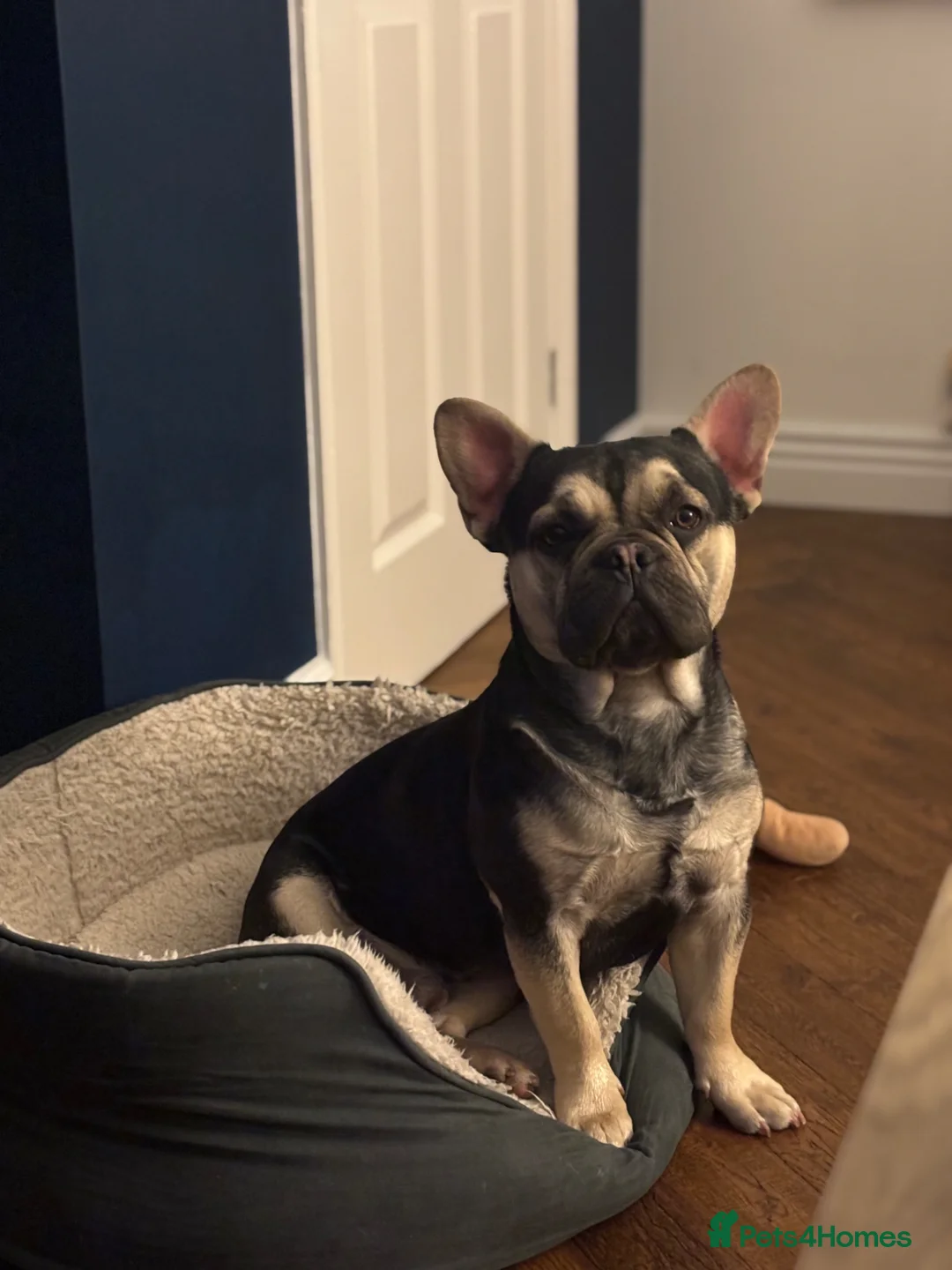 Mixed Breed dogs for sale: Cute and friendly dog looking for a new home. in Woking - Advert 1