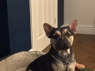 Mixed Breed dogs Cute and friendly dog looking for a new home. - Advert 7