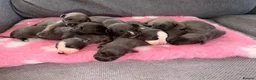 Whippet dogs for sale: Beautiful KC registered whippets  - Advert 3