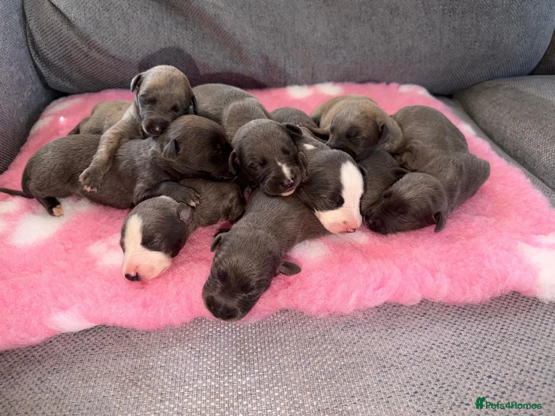 Whippet dogs for sale: Beautiful KC registered whippets  - Advert 3