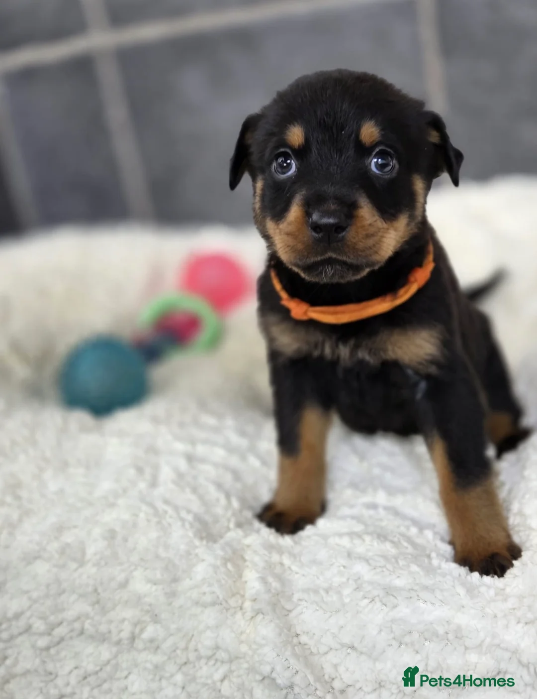 Rottweiler dogs for sale: Stunning Rottweiler pups - Advert 37