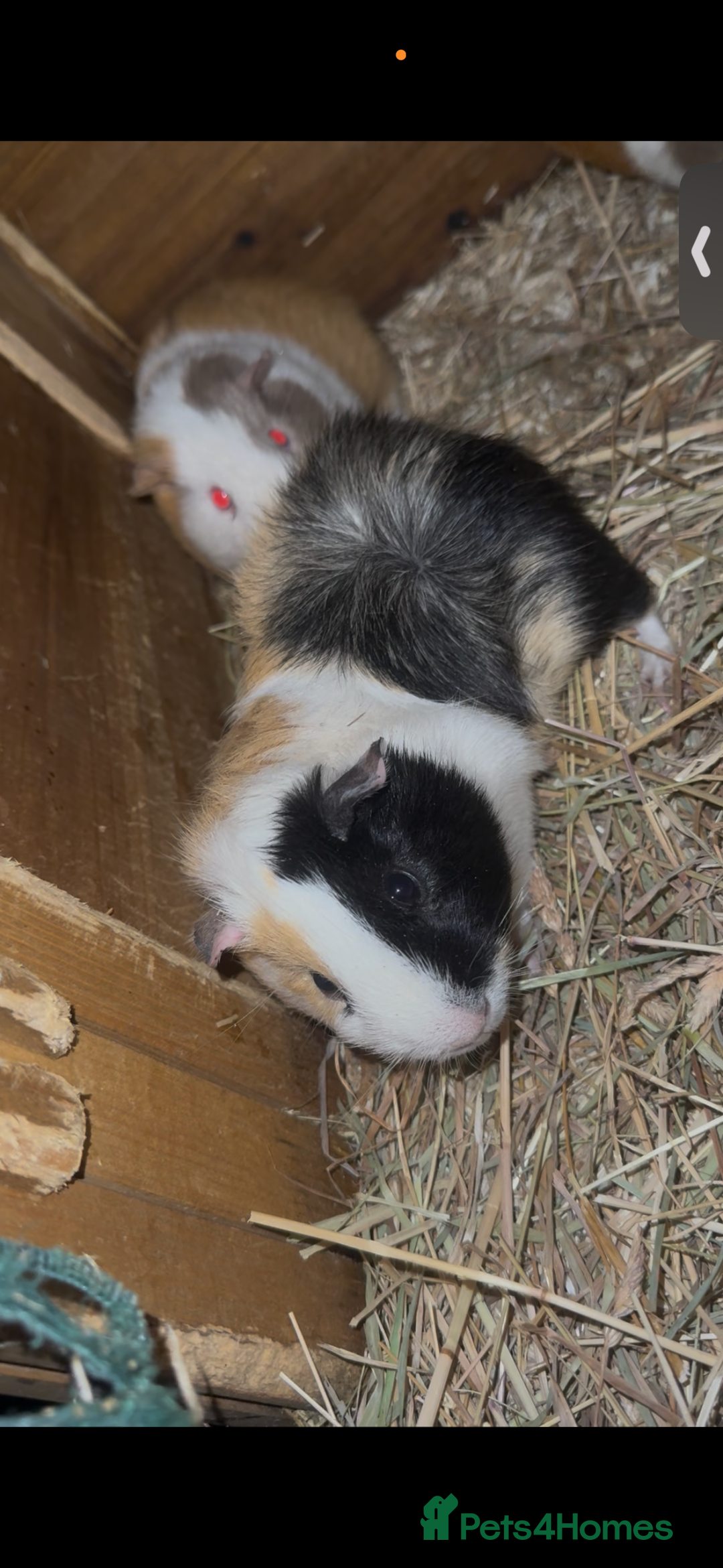 Guinea Pig rodents for sale: Rosette Teddy X US Smooth  - Advert 1