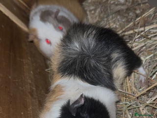 Guinea Pig rodents Rosette Teddy X US Smooth - Advert 1