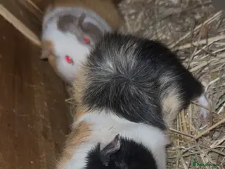 Guinea Pig rodents Rosette Teddy X US Smooth - Advert 14