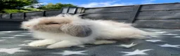 Mini Lion Lop rabbits for sale: 2 Beautiful Mini Lion Lop Boys - Advert 5