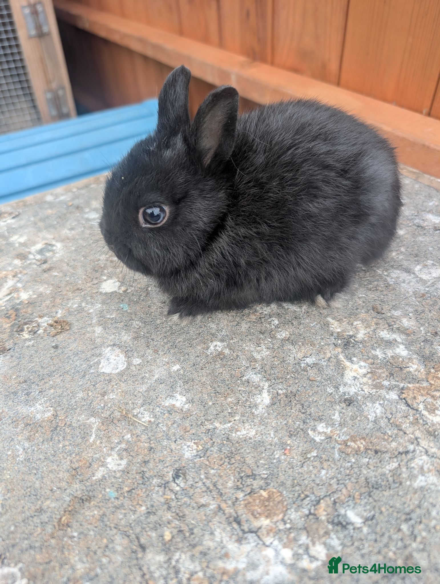 Netherland Dwarf rabbits Netherland dwarf baby boys  - Advert 1