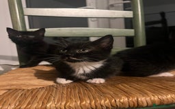 Mixed Breed cats for sale: Bengal Mix- Ready! 4/6 left  - Image 4