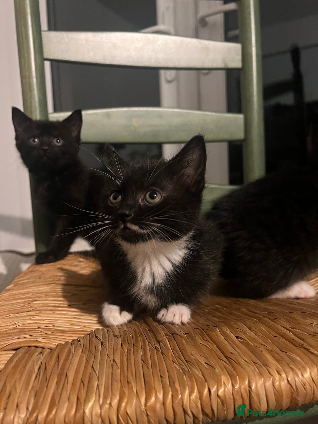 Mixed Breed cats for sale: Bengal Mix- Ready! 4/6 left  - Image 4
